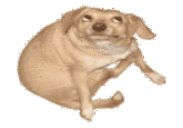 6O163's DOG