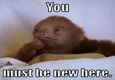 You Must Be New Here