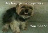 My Faggot Dog