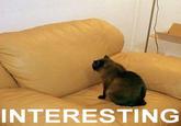 LOLcats