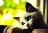 First World Problems Cat