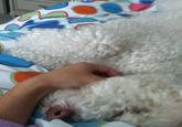 Birthday Dog