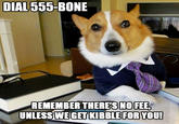 Lawyer Dog