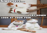 LOLcats
