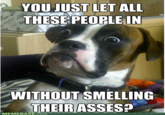 Dumbstruck Dog