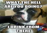 Dumbstruck Dog