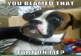 Dumbstruck Dog
