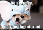 Don't Worry, I'm From the Internet