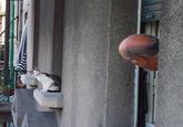 Perfectly Timed Photos