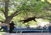 Falling Bear
