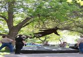 Falling Bear