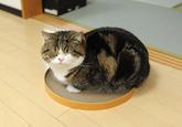 Maru the Cat
