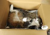 Maru the Cat
