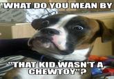 Dumbstruck Dog