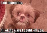 Trauma Dog