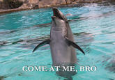 COME AT ME BRO