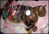 Cat Buckaroo