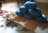 Cat Buckaroo