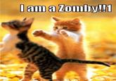 LOLcats