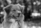 Dogs