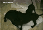 Dogs