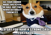 Lawyer Dog