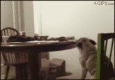 Dogs