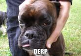 DERP
