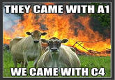 Evil Cows