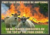 Evil Cows