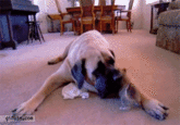 Dogs