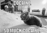 I Fucking Love Cocaine / Cocaine Bear