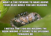 Misunderstood Spider