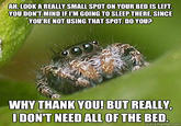 Misunderstood Spider