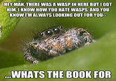 Misunderstood Spider