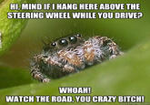 Misunderstood Spider