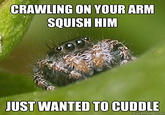 Misunderstood Spider