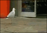 Like A Boss