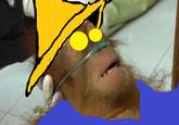 Dying Orangutan