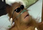 Dying Orangutan