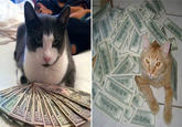 CashCats