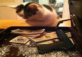CashCats