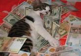CashCats