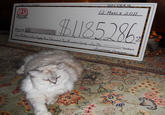 CashCats