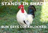 Chicken flu in balance/Don't shit with him