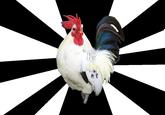 Chicken flu in balance/Don't shit with him