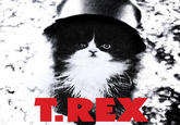 The Kitten Covers