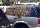 Bees