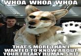 Furries