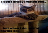 The Most Interesting Cat in the World